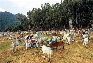 Gathering of Bullock carts during Aadi Amavasai festival at Thirumoorthy Hills