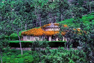A bungalow in a tea garden