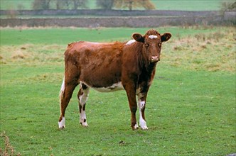 Domestic cattle