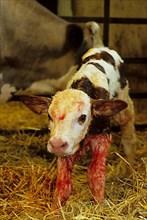 Simmental Newborn Calf on Organic Farm in Powys