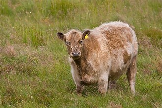 Luing cattle are a beef breed developed on the island of Luing in the Inner Hebrides of Scotland