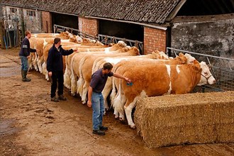 Workers tending the Simmental breeding cattle herd on the farm