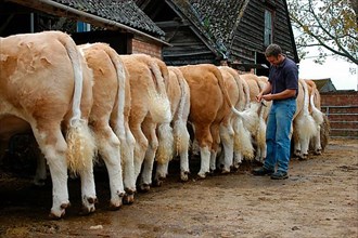 Worker preparing Simmental cattle for sale