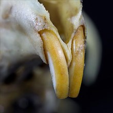 Close-up of the gnawing incisors