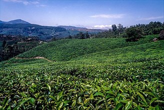 Tea gardens in Rajamalai