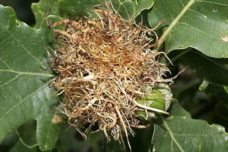 Common oak gall wasp