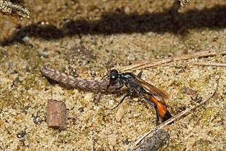 Three-phase sand wasp