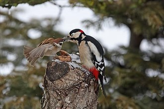 Great Spotted Woodpecker and Tree Sparrow