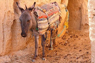 Donkey in desert