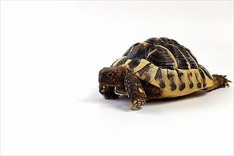 Greek tortoise