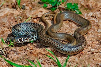 Balkan spiny snake