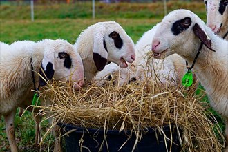 Carinthian spectacled sheep