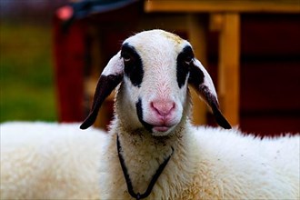Carinthian spectacle sheep