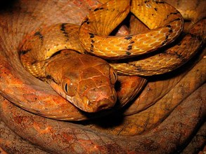 Dogtooth Truffle Snake