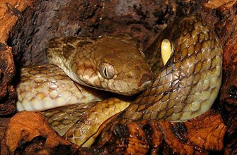 Madagascar snake
