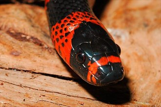 Dog uran milk snake