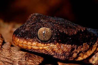 African ribbon velvet gecko