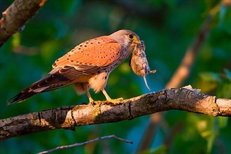 With preyKestrel with captured mouse