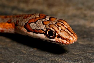 Tanganyka sand snake
