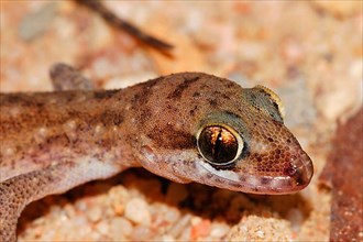Tornier's half-fingered gecko