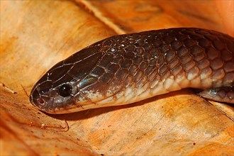 Loverdiges Garter Snake