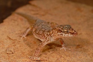 Western leaf-fingered gecko