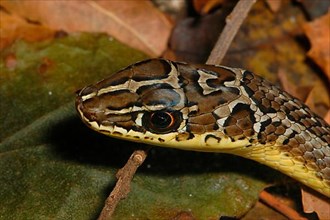 Sudan Sand Snake