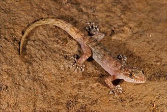 Leaf-fingered gecko