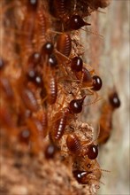 Termites in the corridor