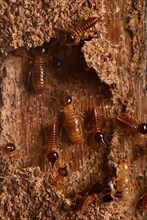 Termites in the corridor