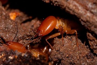 Termite soldiers