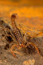 Bark scorpion