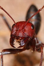 Desert ant