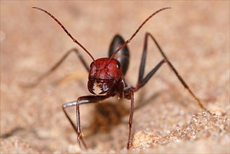 Desert ant