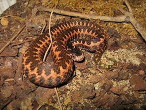Orlov viper