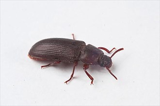 Food beetle