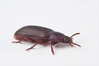 Food beetle