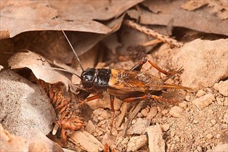 Two-spotted cricket