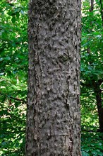 European beech with overgrown bark beetle infestation