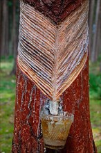 Resin leaches on pine