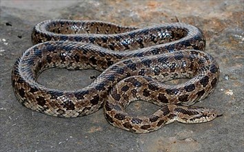 Prairie King Snake