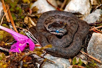 Newborn Smooth Snake