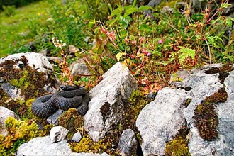 Alpine viper in its habitat