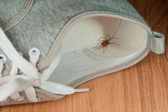 House spider hides in shoe