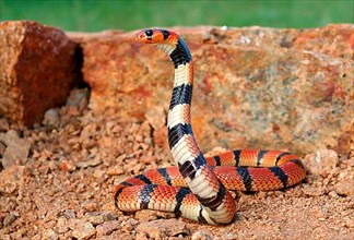 South African Coral Snake