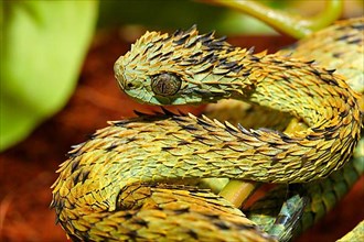 Rush-scaled bush viper