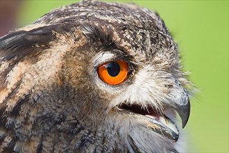 European Eagle-Owl