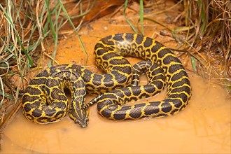 Yellow Paraguay Anaconda