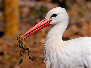 White stork with captured toad