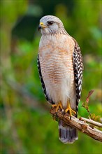 Red-shouldered Hawk